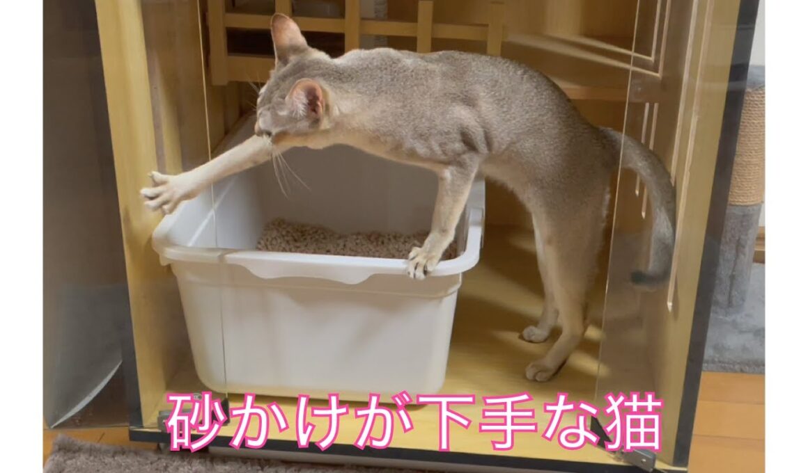 【シンガプーラ】砂かけが下手な猫