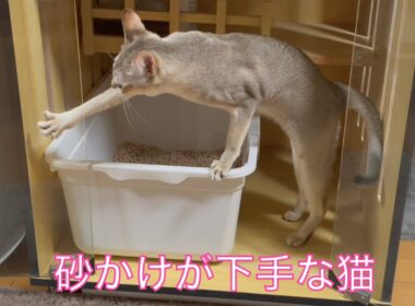 【シンガプーラ】砂かけが下手な猫