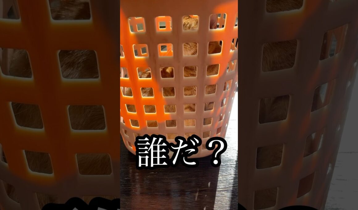 誰だ？ ねこ cat アメリカンショートヘア 日向ぼっこ