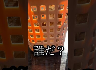 誰だ？ ねこ cat アメリカンショートヘア 日向ぼっこ