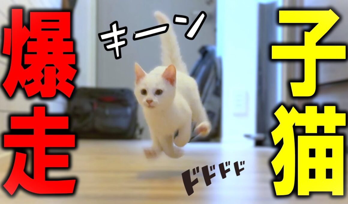 無限鬼ごっこだ！新入り白子猫、元気すぎる…