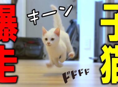 無限鬼ごっこだ！新入り白子猫、元気すぎる…