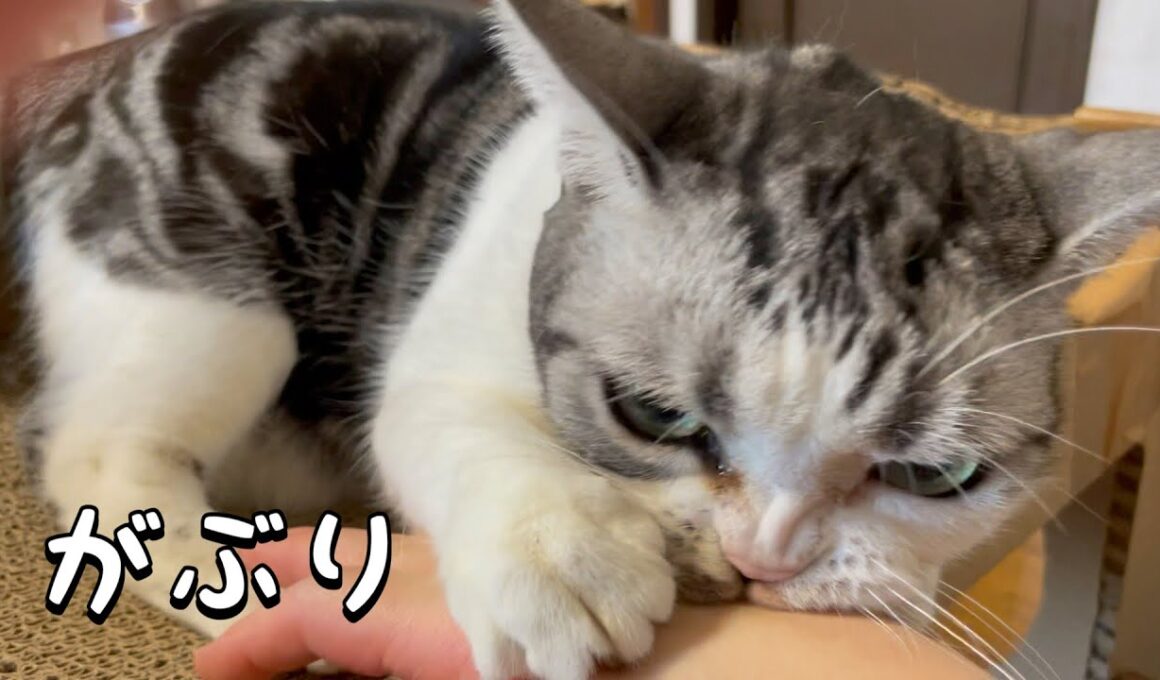 猫の可愛さに癒された【アメリカンショートヘア】