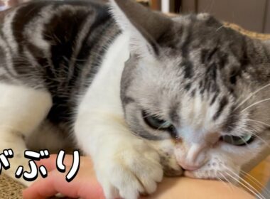 猫の可愛さに癒された【アメリカンショートヘア】