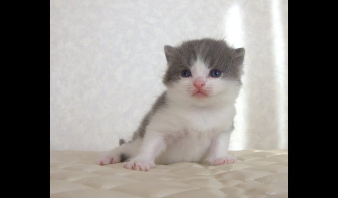 ブリティッシュショートヘアー子猫　British Shorthair　2025.9.27産まれ　　　ブルー＆ホワイト　男の子　シーダキャット猫のお店