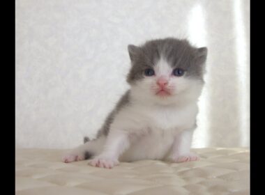 ブリティッシュショートヘアー子猫　British Shorthair　2025.9.27産まれ　　　ブルー＆ホワイト　男の子　シーダキャット猫のお店