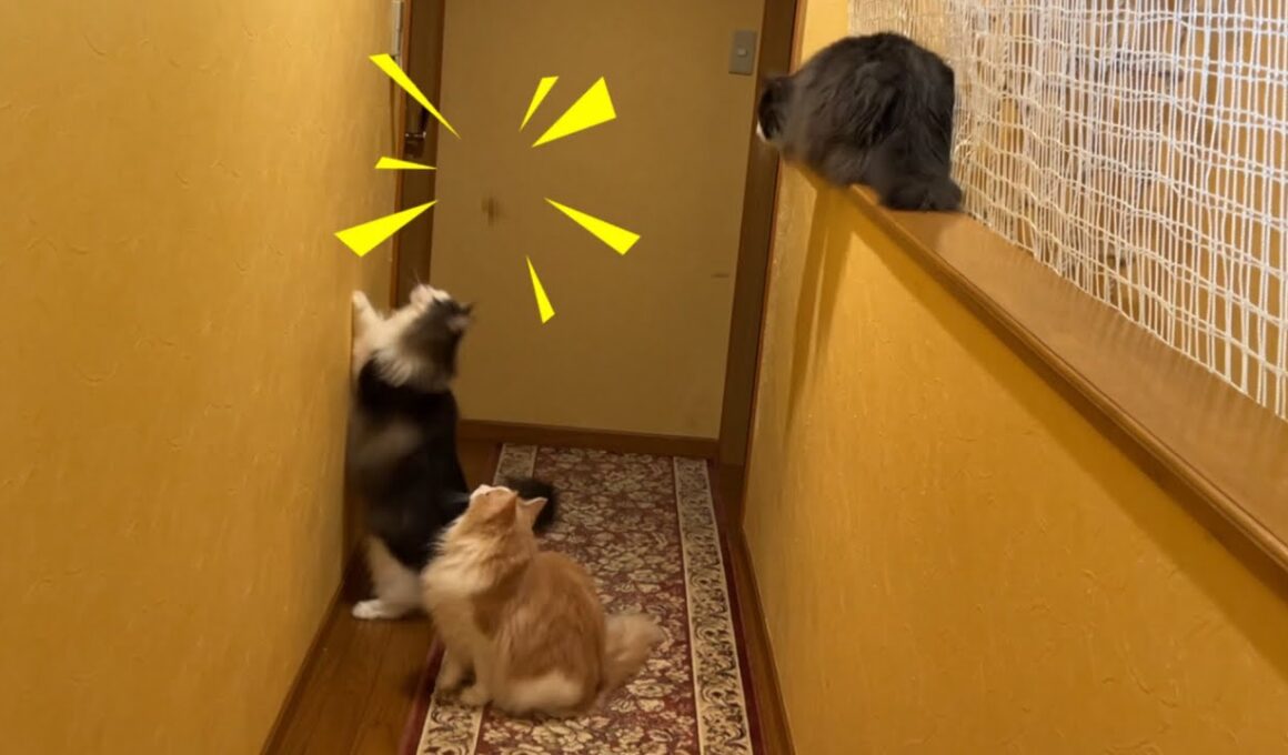 【パニック⁉︎】飛び回るGを確保する！？！？ノルウェージャンフォレストキャットとターキッシュアンゴラ