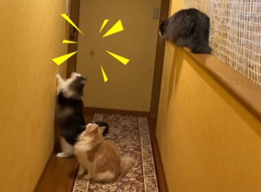 【パニック⁉︎】飛び回るGを確保する！？！？ノルウェージャンフォレストキャットとターキッシュアンゴラ