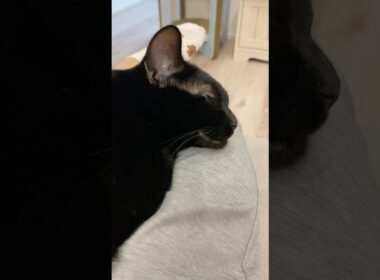 あごを乗っけたらちょっとしゃくれちゃった黒猫ボンベイ　#子猫 #cat #bombay #猫のいる暮らし #ねこ動画 #ねこ #ねこのいる生活 #かわいい #癒やし #甘えん坊