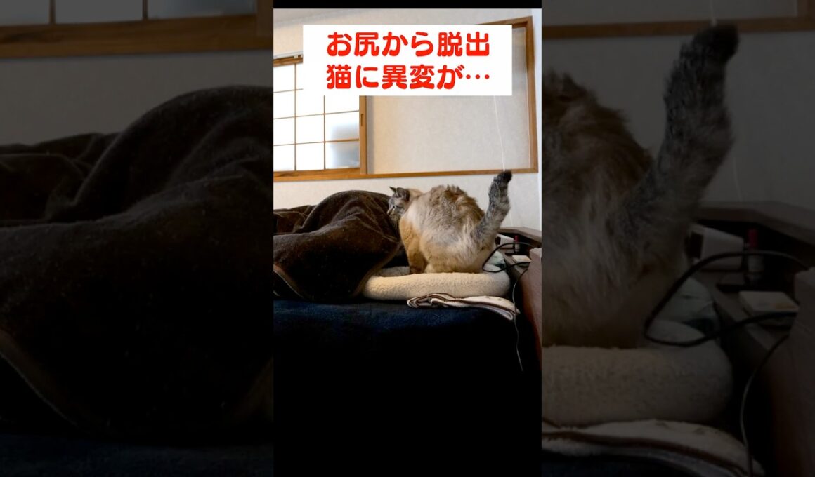 猫の異変