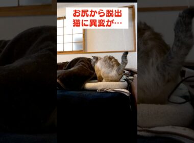 猫の異変