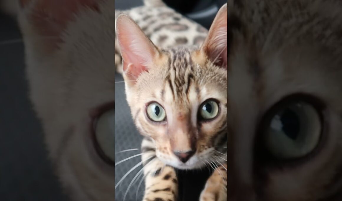 初めての車乗り！💕 #fallintoshorts