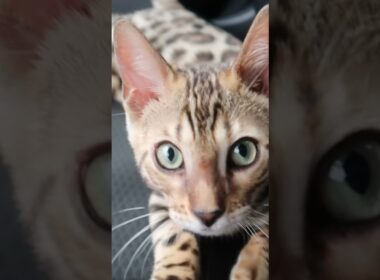 初めての車乗り！💕 #fallintoshorts