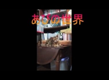 ネコ動画あび＃5300　あびの毎日　アビシニアン　あび
