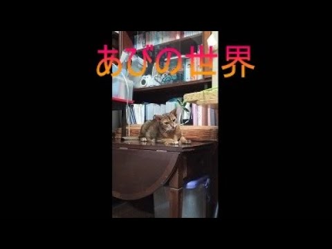ネコ動画あび＃5300　あびの毎日　アビシニアン　あび