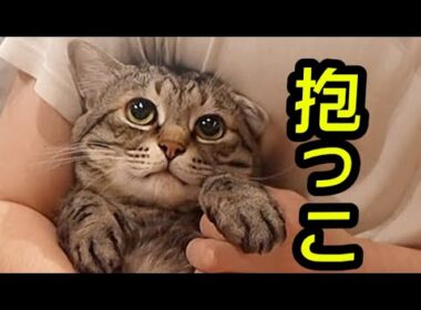 【日本語でお喋り！】うんorいや保護猫ピノちゃまが決める！の巻#猫 #保護猫