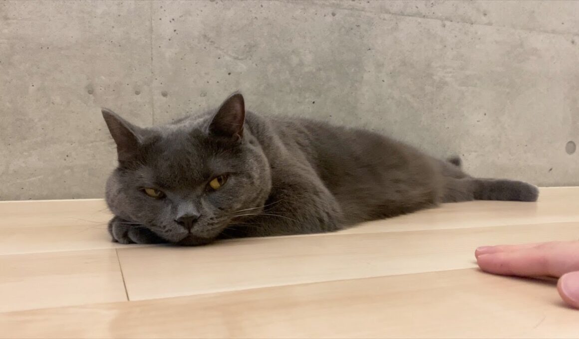 [こてつ]塩対応過ぎるブリティッシュショートヘア