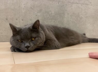 [こてつ]塩対応過ぎるブリティッシュショートヘア