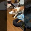 深夜、羽で遊ぶシャムの子ネコ雫。茶白ネコのジュニア「寝る時間だぞ。って、黒猫の子ネコ黒夢まで」と、寝場所を返ることにw