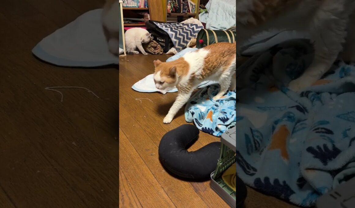 深夜、羽で遊ぶシャムの子ネコ雫。茶白ネコのジュニア「寝る時間だぞ。って、黒猫の子ネコ黒夢まで」と、寝場所を返ることにw