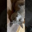 【ロシアンブルー】めろん新しい週の始まり🤗今週もまったり穏やかに...🍁🍂【猫】#shorts