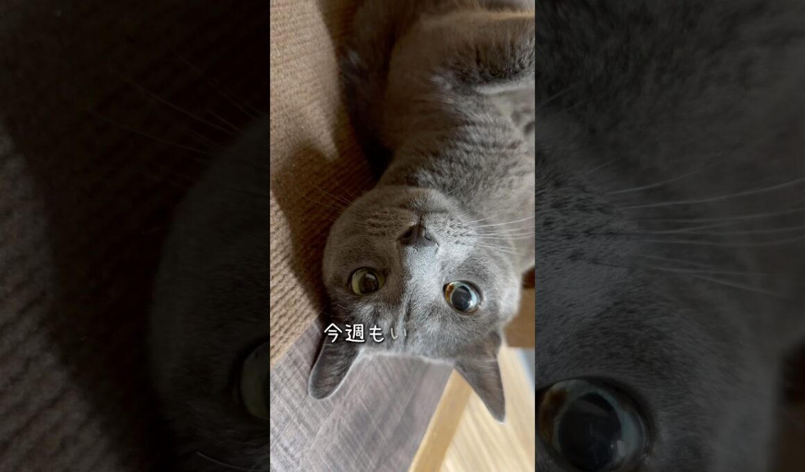 【ロシアンブルー】めろん新しい週の始まり🤗今週もまったり穏やかに...🍁🍂【猫】#shorts