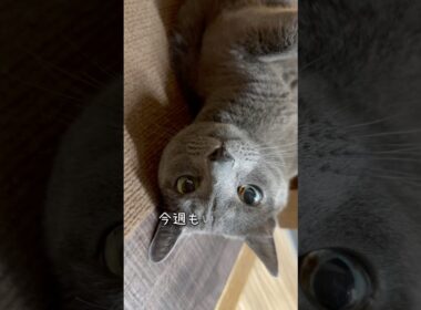 【ロシアンブルー】めろん新しい週の始まり🤗今週もまったり穏やかに...🍁🍂【猫】#shorts