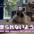 バーマン猫ウリ【飽きられないように】So that she doesn't get bored of me（バーマン猫）Birman/Cat