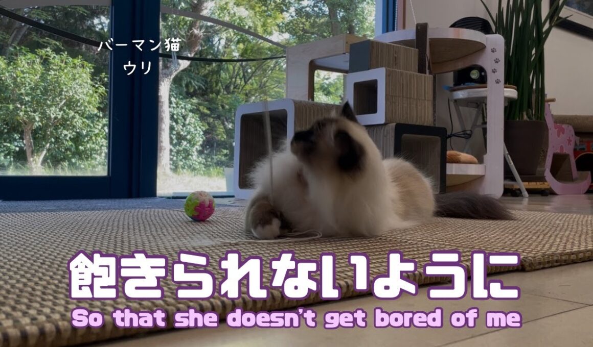 バーマン猫ウリ【飽きられないように】So that she doesn't get bored of me（バーマン猫）Birman/Cat