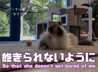 バーマン猫ウリ【飽きられないように】So that she doesn't get bored of me（バーマン猫）Birman/Cat