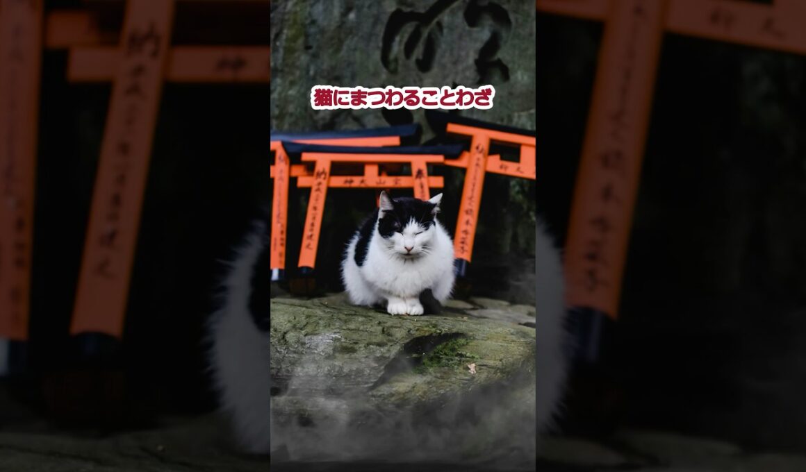猫の初耳ことわざ