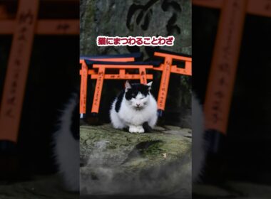 猫の初耳ことわざ