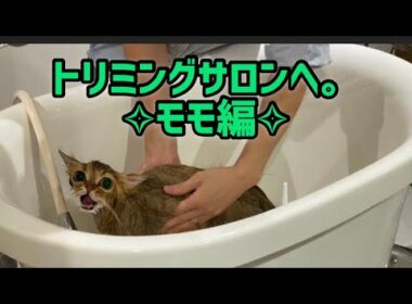 トリミングサロンへ。✧︎モモ編✧︎   【ペルシャ猫.Persian.チンチラゴールド.チンチラシルバー.トリミング.HELLO!DOG】