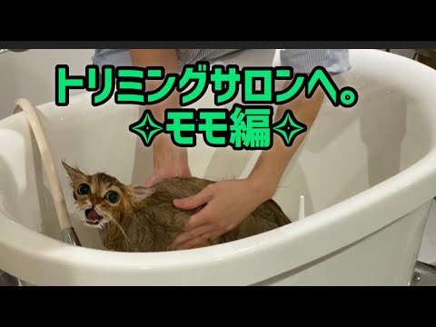 トリミングサロンへ。✧︎モモ編✧︎   【ペルシャ猫.Persian.チンチラゴールド.チンチラシルバー.トリミング.HELLO!DOG】