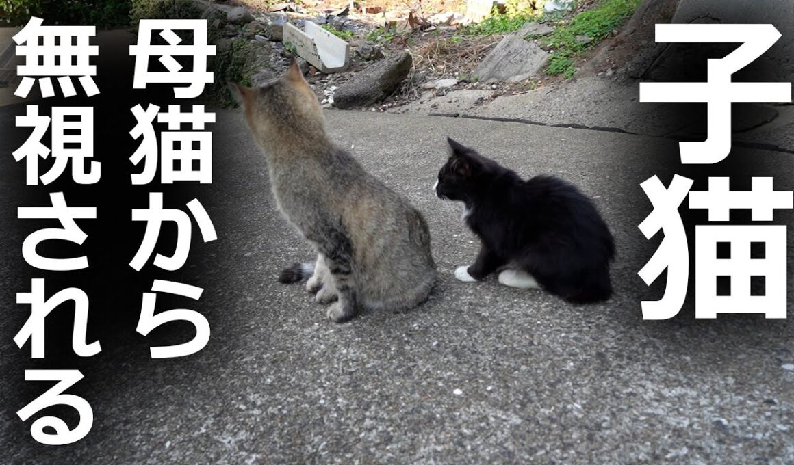 母猫から無視される子猫の末路とは