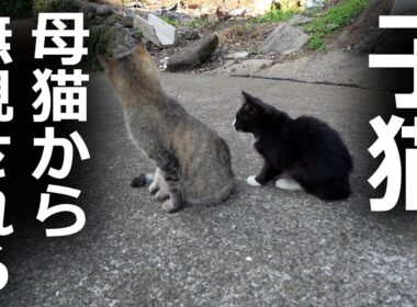 母猫から無視される子猫の末路とは