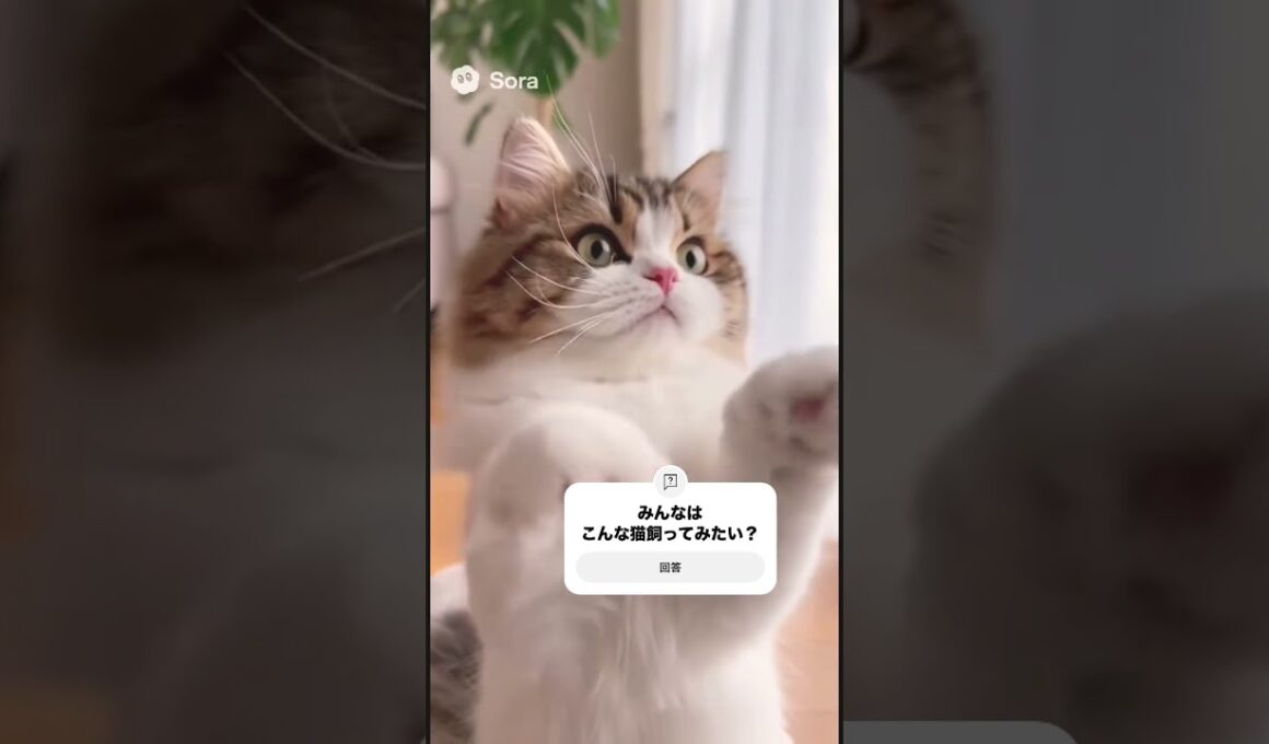 【閲覧注意】日本人の飼う猫が甘え上手すぎる……！！