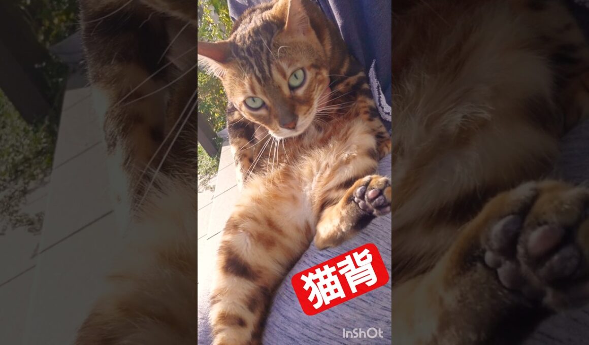 これぞ猫背！なんとも脚がかわいいベンガル猫のうりくん#youtube #cat #instagram #猫のいる暮らし #保護猫 #tiktok #癒し #猫のいる生活 #ベンガル #ねこ