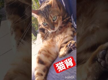 これぞ猫背！なんとも脚がかわいいベンガル猫のうりくん#youtube #cat #instagram #猫のいる暮らし #保護猫 #tiktok #癒し #猫のいる生活 #ベンガル #ねこ