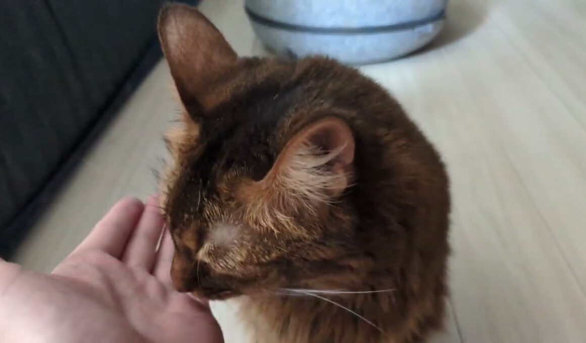 【1371日目】ぺろぺろ #ソマリ #cat