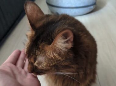 【1371日目】ぺろぺろ #ソマリ #cat