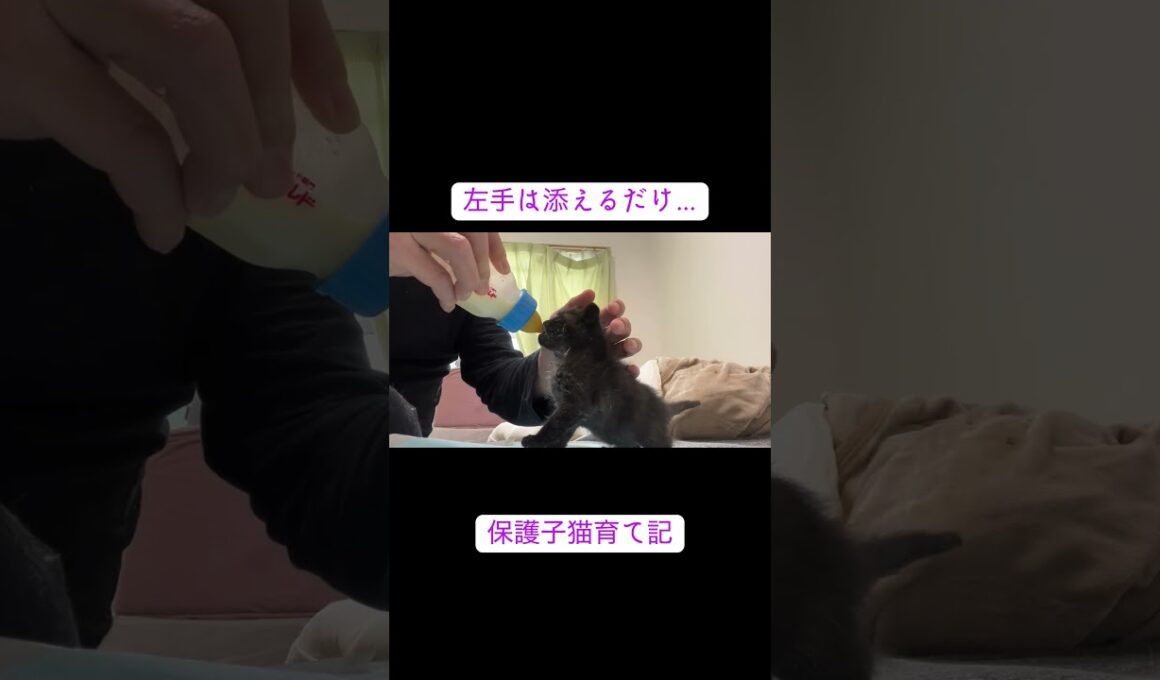 黒い子猫、圧巻のミルク飲み #cat  #猫  #ねこ  #保護猫 #cute #猫のいる暮らし #子猫 #shorts  #こねこ