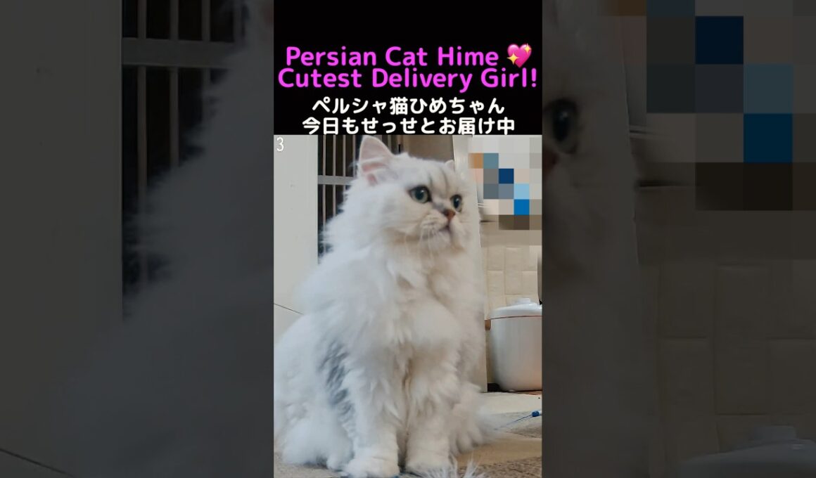 Persian Cat Hime the Toy Courier 🚚💖 | Cutest Delivery Ever!#PersianCat #ChinchillaCat #HimeTheCat