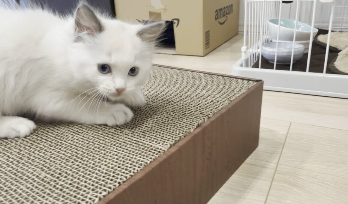 爪とぎを一瞬でマスターした子猫がこちら【子猫】【ラグドール】