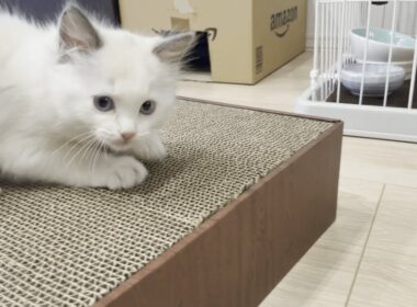 爪とぎを一瞬でマスターした子猫がこちら【子猫】【ラグドール】