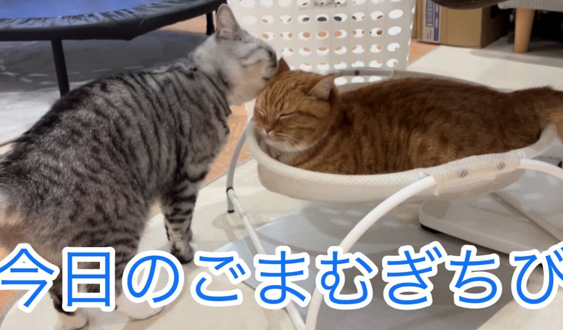 今日のごまむぎちび🐱