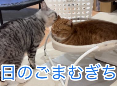 今日のごまむぎちび🐱