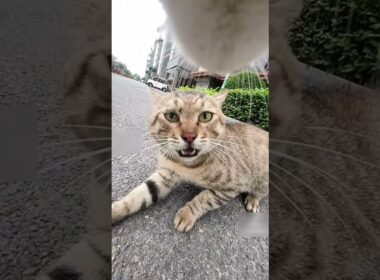 猫同士の喧嘩が怖すぎたwww #shorts #猫 #喧嘩