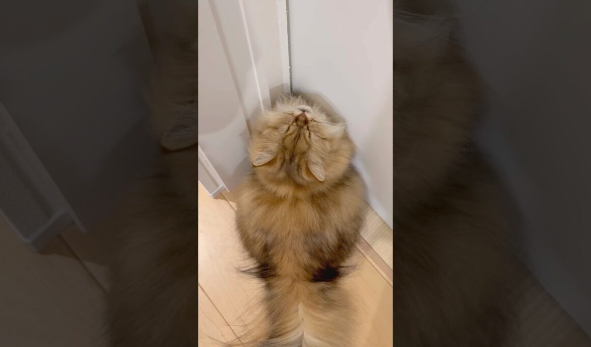 なぜかくしゃみを連発する猫 【サイベリアン】 #Shorts