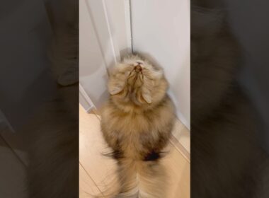 なぜかくしゃみを連発する猫 【サイベリアン】 #Shorts